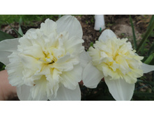 ������� ��� ����