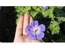 ������ �������