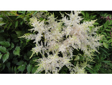 ���� �������