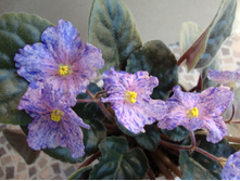 ���-������� ���.JPG