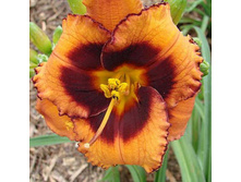 ������� ������ ��� (���)(500��)