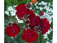 ���� ����������� ���� ������� 170�