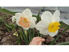 ������� ������ (�����)