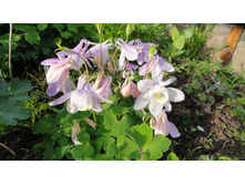 ��������� ����� �������