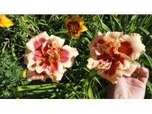 ���� ������ �����