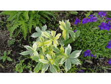 ��������� ����������� �����������