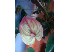 Anthurium Mozaiek Fantasy, ������.
