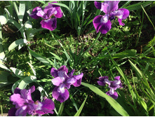 ���� ��������� �������� ��� �����