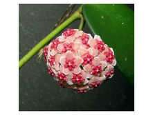 Hoya diversifolia, ��������, ���� �� ���������.