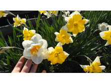 ������� ���������� � ���������