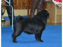 ����������� ������ �������� - ������ ���� ������� ������