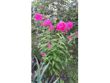 ��������� 1