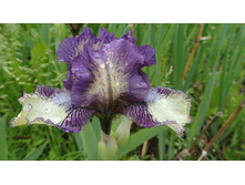 DSC05990 — �����.JPG