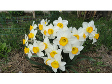 ������� ������