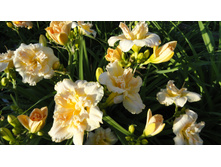 ������� ����