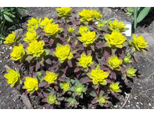 ������� ����.�������*