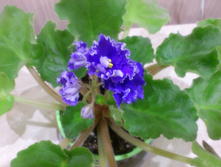 ��-����� ����