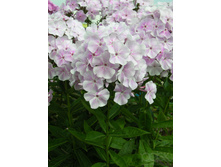 ������ ����*