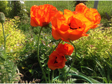 ��� ���������