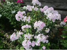 ����� �����-���������