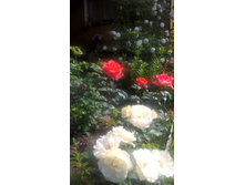 WP 20160622 09 19 19 Pro.jpg