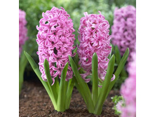 ������� ���� ���� �������  80�