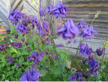 ��������� �����