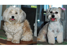 Strizhka sobak v Saratove i Engelse.jpg