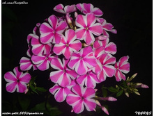 ���� 79 - ����� ��������