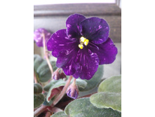 IMG 20161210 082800.jpg