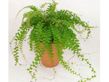 �������� ��������� ( Adiantum caudatum)