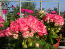 Fishers Appleblossom
