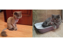 Strizhka do i posle.jpg