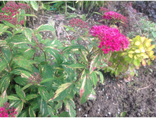 ������ �������� Painted Lady Minspi