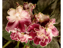 ������� ����.jpg