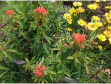 ������� �������� (Fireglow).