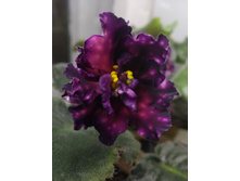 ��-������� ���� (�. �������)