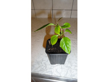 ����������� ��������� - 250 ���.