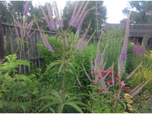 ������������� ������� ����