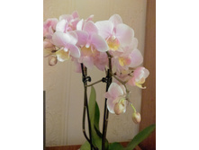 IMG 20170113 145845 AO HDR.jpg