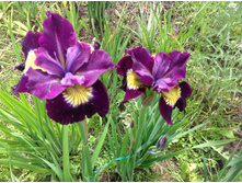 ���� ��������� ������ ����