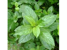 ���� ��������+