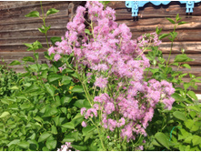 ����������� ����������������