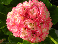 Apple Blossom Rosebud