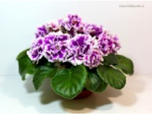 ��- �������� �������(���� ����)