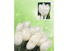 �������� ����������� ����� ���� ����� ������ 45-50 ��