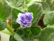 �� - ���������