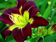 ���� ����� +))