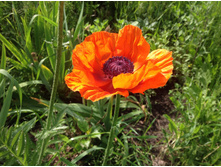 ��� ���������