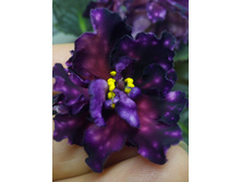 ��-������� ���� (�. �������)